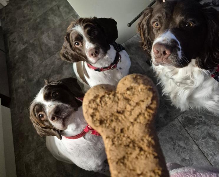 Pointer Big Bite with Chicken 12.5kg