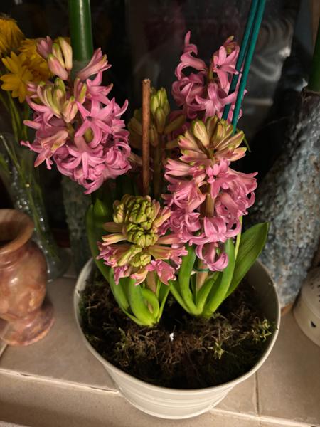 BEAUTIFUL HYACINTHS IN BOWL