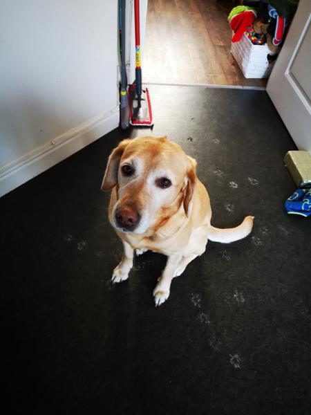 Wonderfully Wheat Free Baked Mixer Meal Dog Food