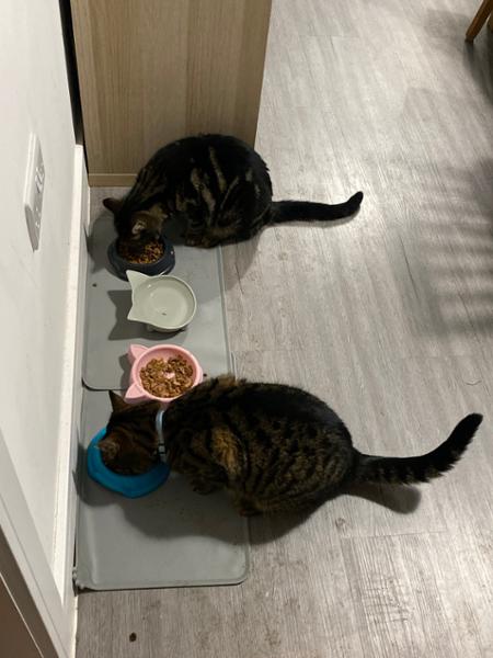 Free-Range Chicken Light / Senior Dry Cat Food