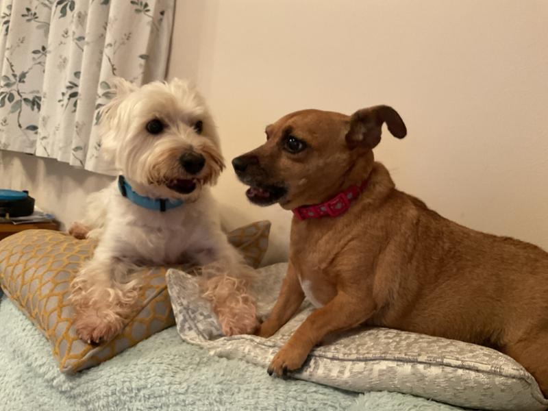 My dogs love pro dog raw
