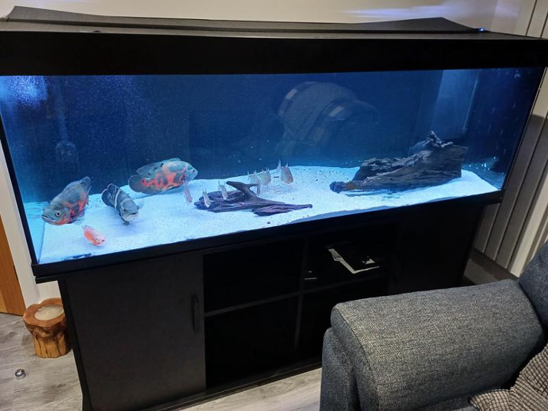 Amazing tank