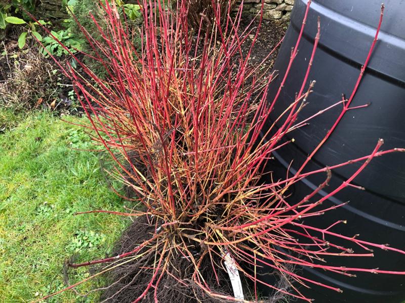 Two-tone dogwoods !
