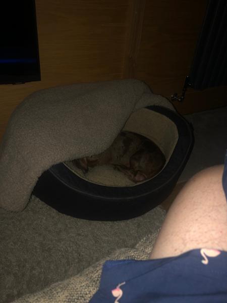 Feedback on small dog complete