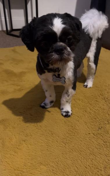 I love pooch and Mutt. My pupper is so happy.