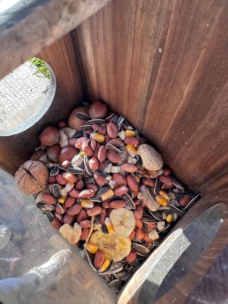 The squirrels love it!