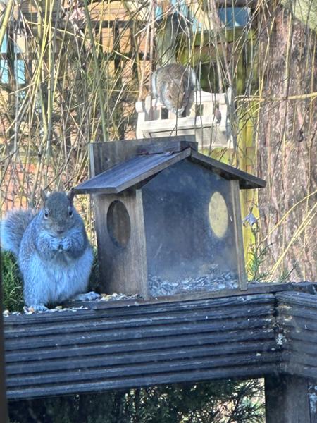 The squirrels love it!