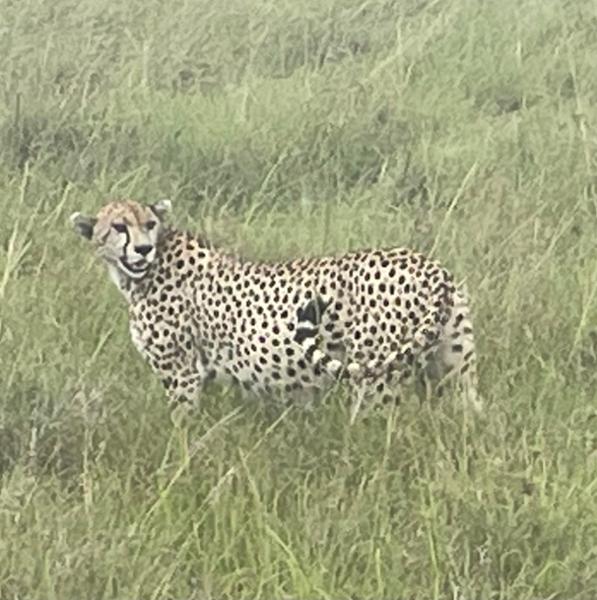 Kenya Safari Highlights: Masai Mara, Amboseli & Elementaita