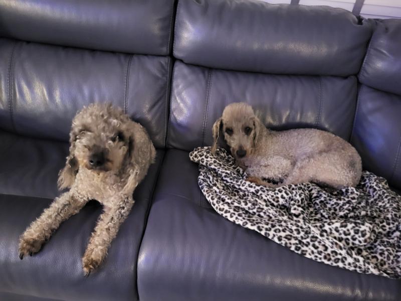 Happy dogs