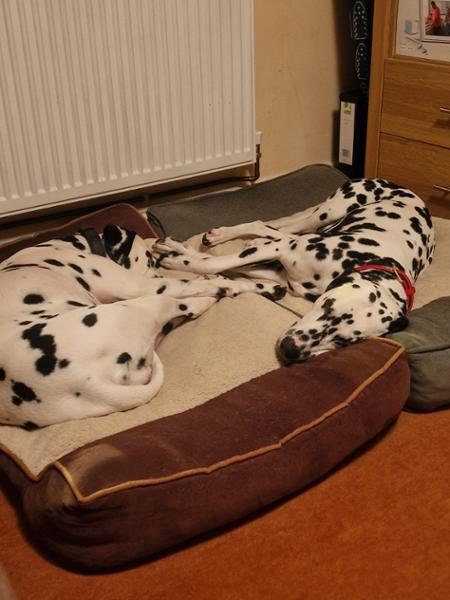 Happier Healthy Dog's