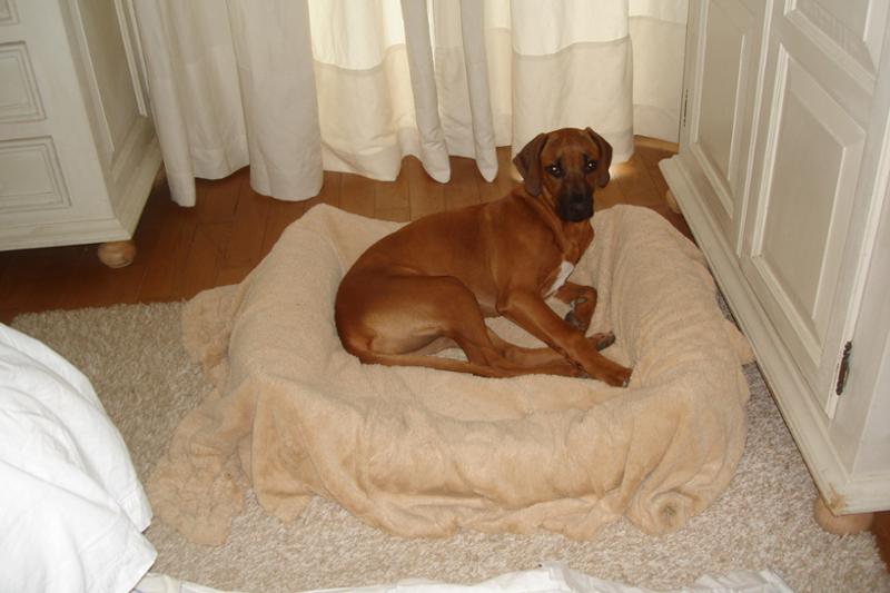 NEW ORIJEN Large Breed Adult
