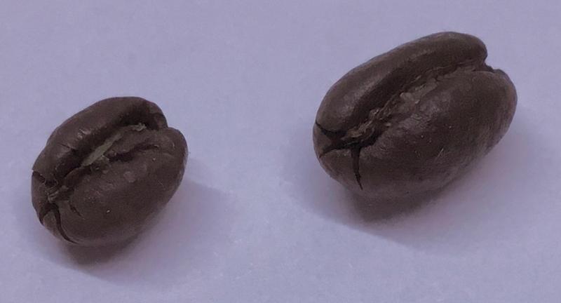 Kent & Sussex top quality Old Brown Java