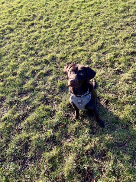 Essential The Beginning - Working Dog Formula 10kg