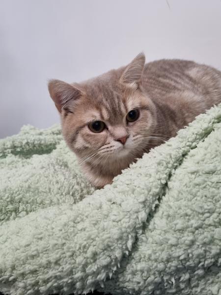 ORIJEN Six Fish Cat
