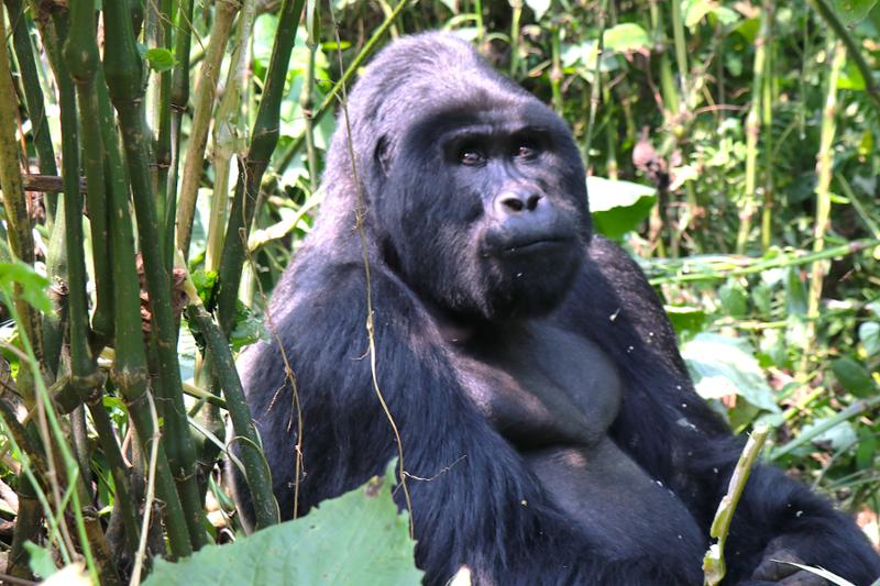 Ugandan Gorilla Trek