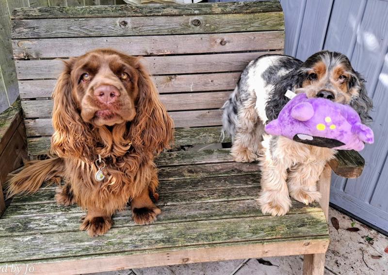 Me and my dogs love Cobbydog!