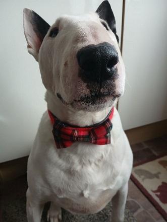 Happy Food, Happy Dog