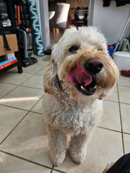 My Dog Goes Crazy