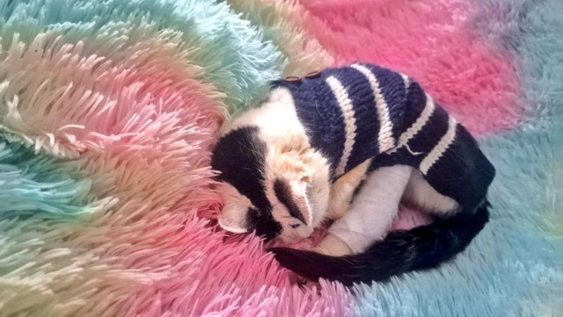 Purrrrfect for my 24 yr old cat