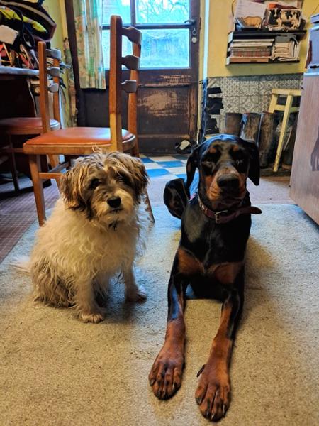 Compo and Toto