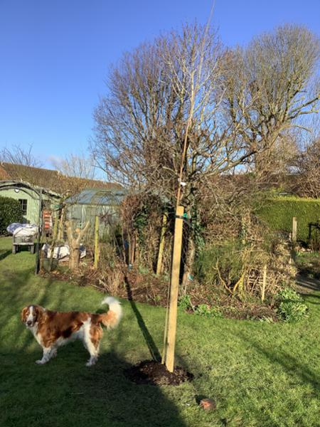 Safe delivery of the large tree