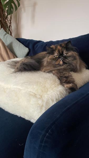 Luxury Wool Fleece Pet Bed-60 x 40cm - Small
