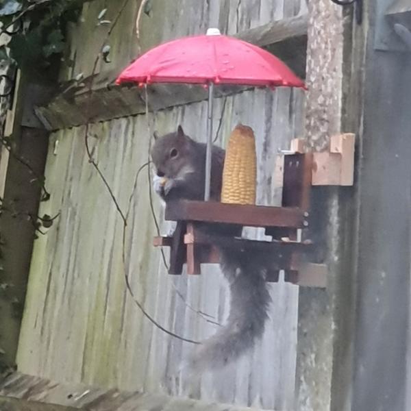 Fantastic Squirrel food and amazing delivery and service thank you