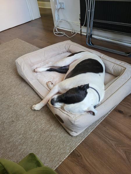 Comfy bed with good support