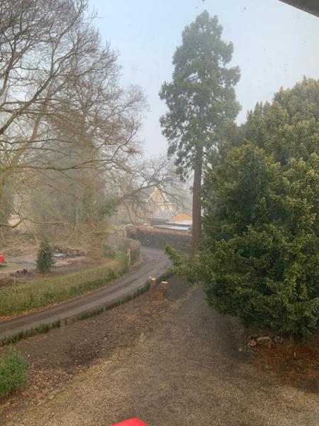 New planting of Yew hedge