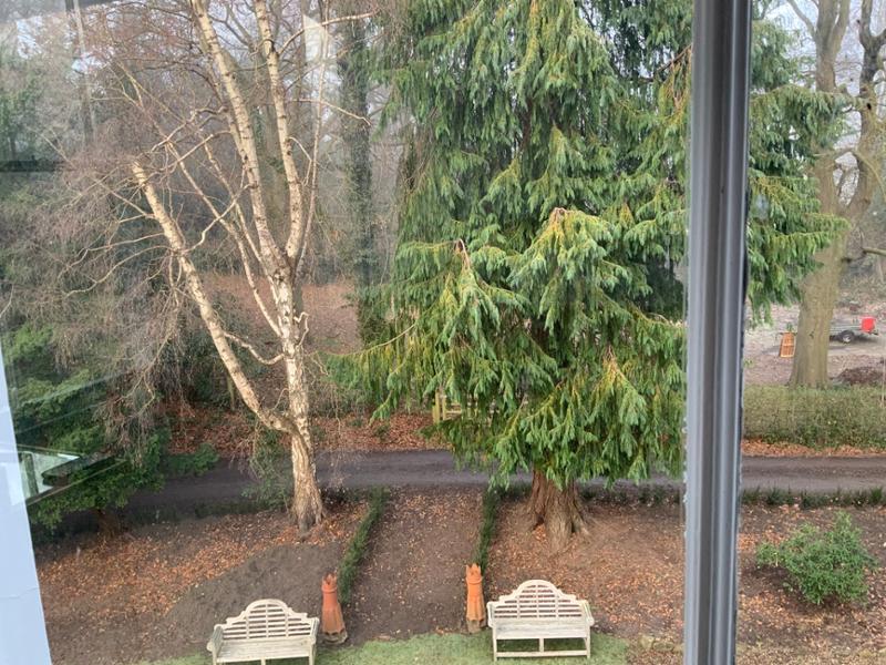 New planting of Yew hedge
