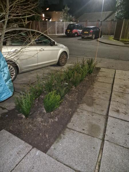 First time buying a hedge