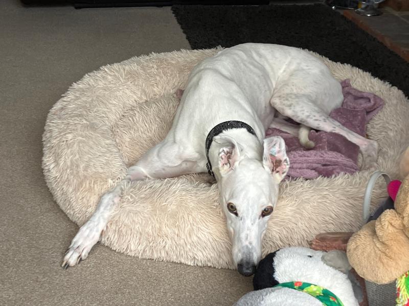 Good size kibble - our boy loved it! Fast delivery
