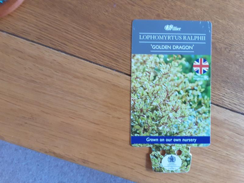Lophomyrtus Golden Dragon