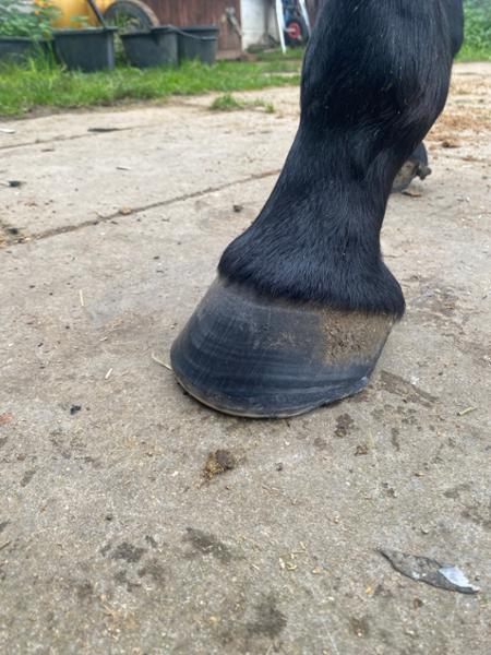 Biodura Biotin Hoof Supplement for Horses