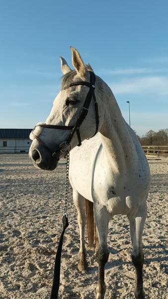 Arika Grackle Bridle Havana/Silver Pony