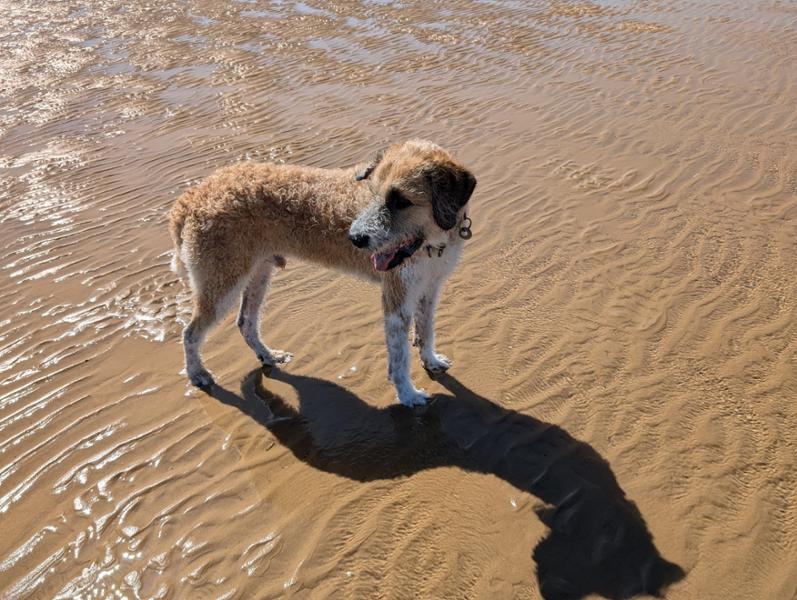 5 stars from Reggie the StBerdoodle