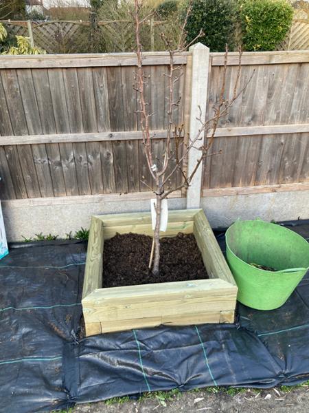 My new pear tree home.