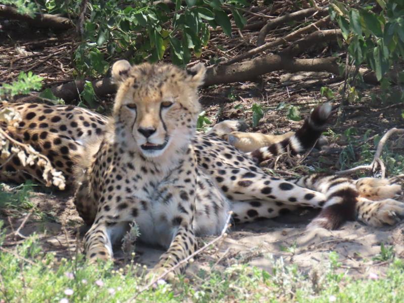 African Safari: Kenya and Tanzania on 03/02/2025