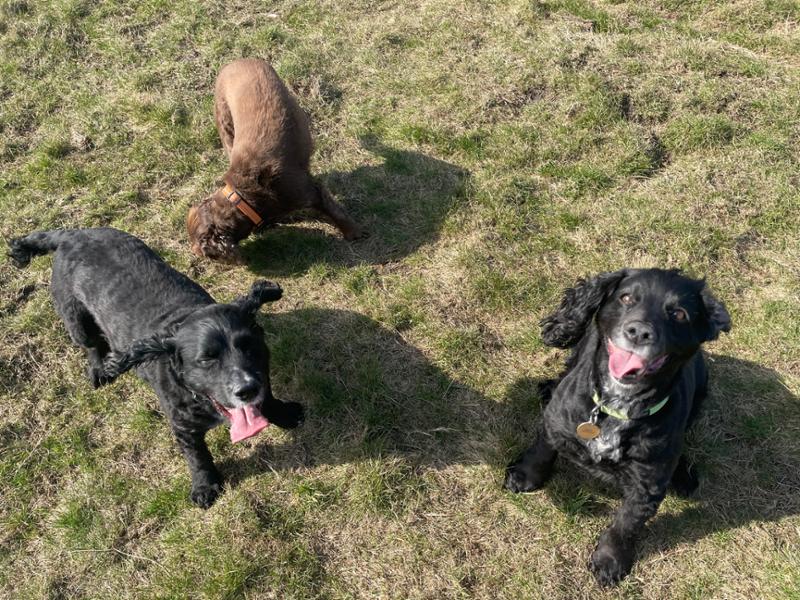 Pooch and Mutt feedback