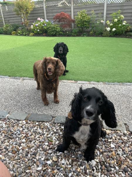 Pooch and Mutt feedback