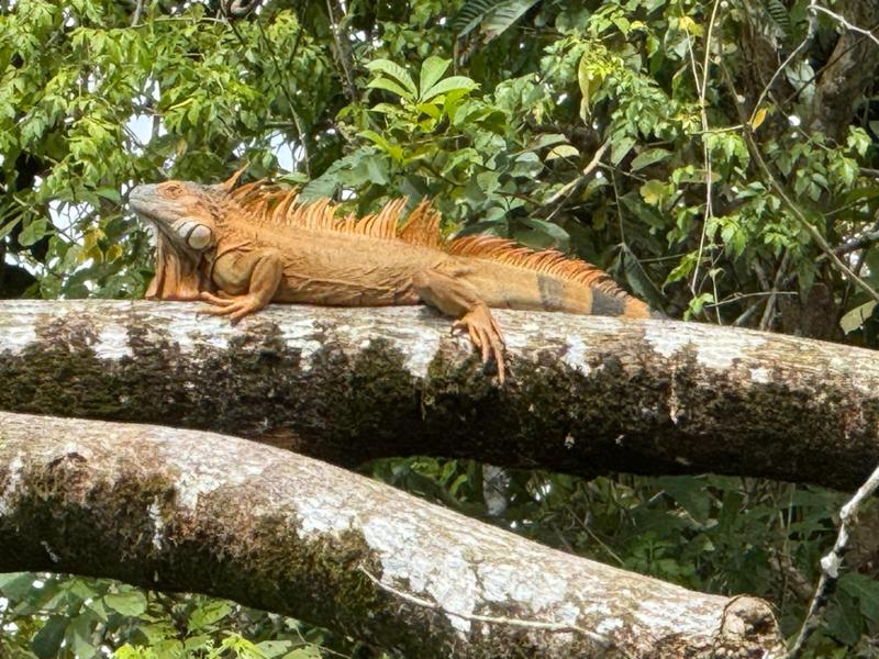 A truly excellent and adventurous holiday in Costa Rica