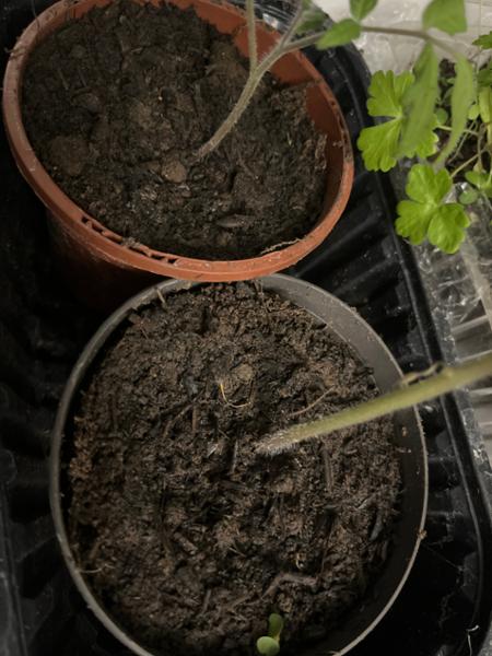 Very good quality soil fully recommend