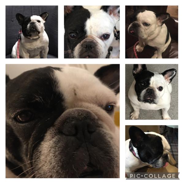 Mumu aka Frenchie loves Pooch and Mutt