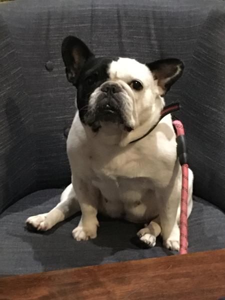 Mumu aka Frenchie loves Pooch and Mutt