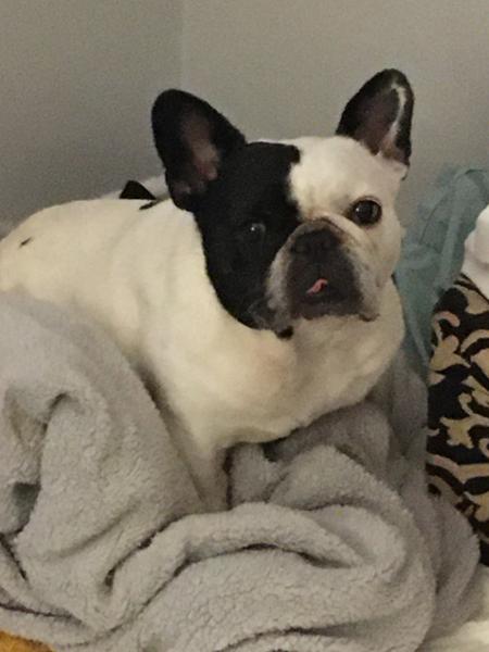 Mumu aka Frenchie loves Pooch and Mutt