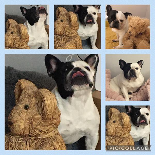 Mumu aka Frenchie loves Pooch and Mutt