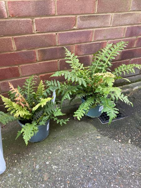 Disappointed on plant size