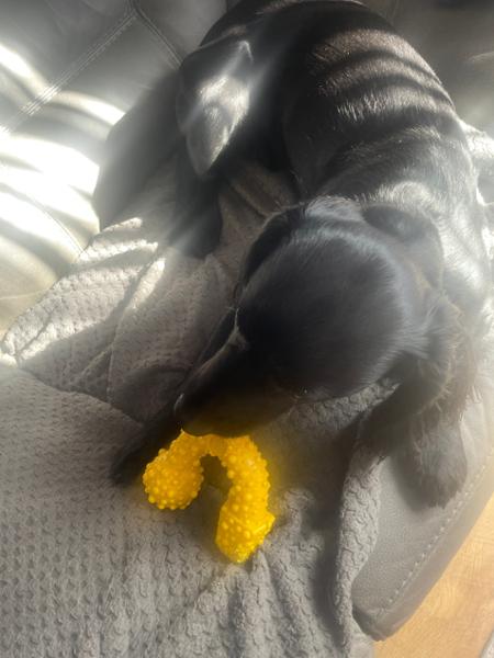 Happy Cocker