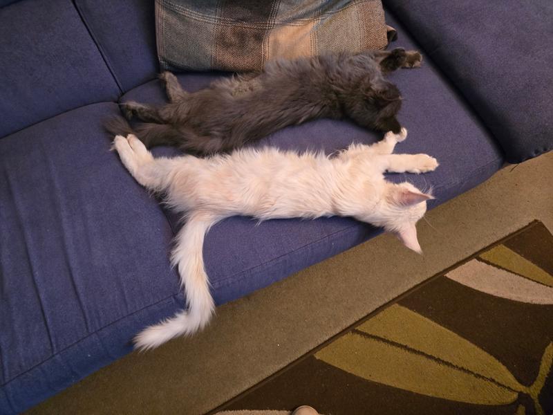 Great pet insurers