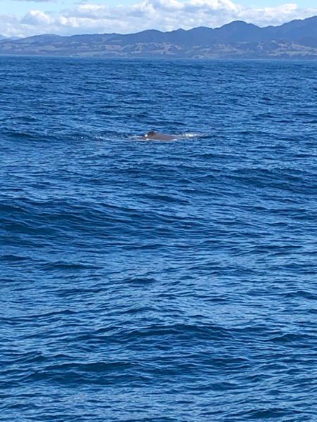 Whale ahoy!